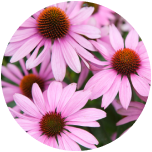 Echinacea 